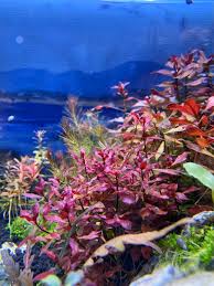 Image result for Ludwigia