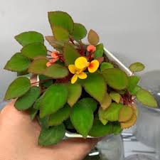 Image result for Begonia vankerckhovenii