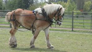 Among all belgian draft horses, petra is the strongest. Belgian Horses Hobby Farms