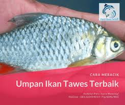 Tambahkan gula + garam + merica + santan dan putihan telur, proses lagi hingga tercampur rata. 2 Racikan Umpan Ikan Tawes Terbaik Paling Mantapp Atmago