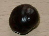 Rosskastanien Tinktur Tinktur Kastanien Hausapotheke