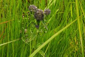 Image result for Agathisanthemum globosum