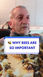 Best Bee