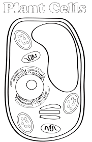 Plant cells are covered by cell wall, it is a unique feature observed in plant cells. Homeschool Freebie Free Plant Cell Interactive Notebook Crock Pot Recipes Slow Cooker Recipes Party Food Cooking Guide Essential Oils Mummy Deals
