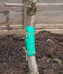 Vitax ltd fruit tree grease enthusiast range £6.61. How To Plant Grow And Care For Fruit Trees Jackson S Nurseries