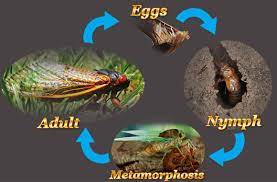 They spend most of their lives underground as larvae. Cicada Life Cycle What Makes It An Interesting Unusual Bug