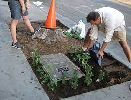 Planting The Future Guerrilla Gardening In Ireland Trinity News
