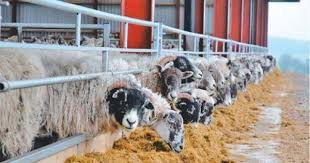 Sheep Slats Hayvan Barinagi Hayvanlar Hayvan