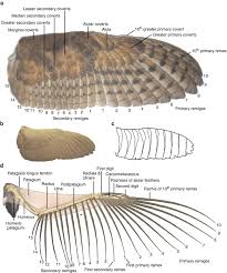 Owl filled with pretty meticulous and regular patterns. Silent Owl Wings Springerlink