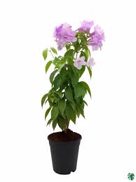 Image result for Mansoa