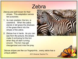Animal Adaptation Powerpoint Engaging Adaptation Examples Https Www Teacherspayteachers Com Product Animal Adaptati Adaptations Lesson Plans Tall Grass