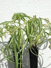Image result for Chlorophytum minor