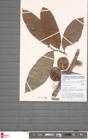 Image result for Streblus usambarensis