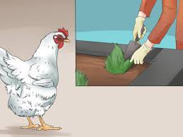 This is a guide about keeping chickens out of your garden. How To Repel Chickens 11 Steps With Pictures Wikihow