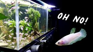 Aqueon betta falls is a top selling option in the middle of the aquarium kits price range. Yfkjpbudbc487m