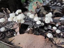 Image result for Marasmius opacus