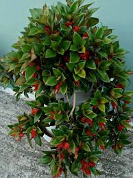 Nematanthus Tropicana Goldfish Plant Is An Evergreen Tropical Perennial Up To 1 Feet 30 Cm Tall And Up To 1 6 Feet 50 Cm Wide Hoa