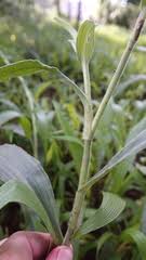 Image result for Hetaeria heterosepala