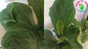 Choose a location away from air vents and drafts where the tree will receive plenty of bright ambient light. Why Are My Fiddle Leaf Fig Leaves Curling And How To Fix Garden For Indoor