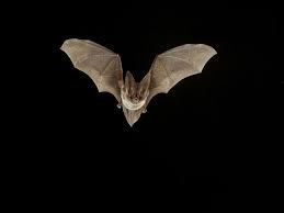 Find flying bats stock images in hd and millions of other royalty free stock photos illustrations and vectors in the shutterstock collection. 10 Fun Bat Facts The Nature Conservancy