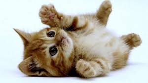 It was created in 2002 by the international fund for animal welfare. Este Miercoles Dia Internacional Del Gato Canarias7