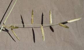 Image result for Eragrostis macrochlamys