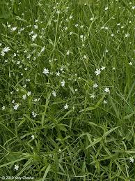 Image result for Stellaria sennii