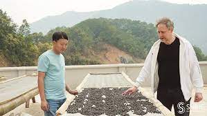 Farms in remote mountains fill Shanghai's coffee cups - SHINE News