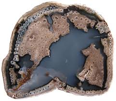 Image result for Acrostichum