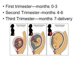 Pin By Jewelrybyori On Fetal Health Fetal Development Third Trimester Second Trimester