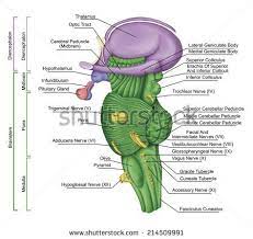 This chapter discusses the brainstem. Stihii S Portfolio On Shutterstock Brain Stem Brain Anatomy Brain Anatomy And Function