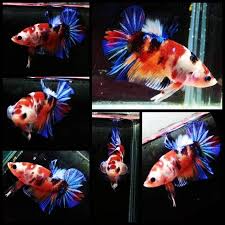Jenis cupang nemo ini mudah dikenali dari corak warnanya, yakni kaya warna setidaknya ada 5 minimal warna di corak tubuhnya. Ikan Cupang Plakat Nemo Candy Shopee Indonesia