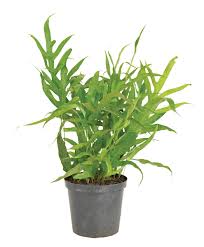 Image result for Microsorum scolopendria