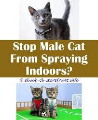 18 Exceptional Stop A Cat From Spraying Outdoors Toxoplasmosis