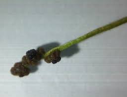 Image result for Potamogeton pusillus