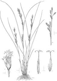 Image result for Sericanthe leonardii