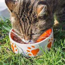 Your 10lb 4 oz cat could have.55 cups per day if of an ideal weight, &.44 cups if it were overweight. How Much Food Should I Feed My Cat