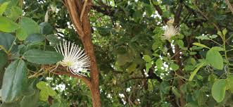 Image result for Maerua angolensis