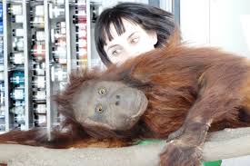 Podcast 049: What do you do with a broken Orangutan? (U.S. National Park  Service)