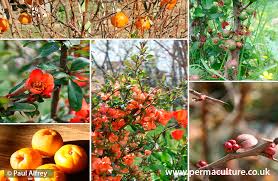 Maybe you would like to learn more about one of these? Chaenomeles Speciosa Japanese Quince Balkan