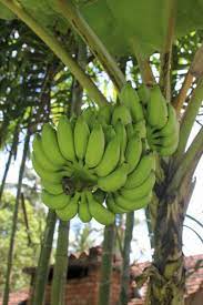 They are medium plants that produce yellow fruits without seeds. Can A Banana Plant Grow Fruit How To Get Banana Trees To Produce Fruit