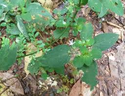 Image result for Virectaria