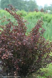 Check spelling or type a new query. Ginger Wine Ninebark Ginger Wine Ninebark Garden Answer Purple Foliage