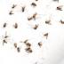 West Nile inNashvillemosquito pool but not in Knox - News...