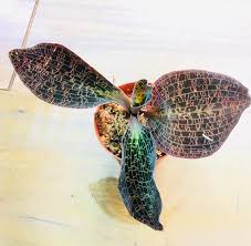 Image result for Malaxis schliebenii