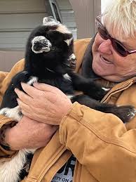Pampered Pooch Enjoys Cow Pie Rolls and Baths Near Harvard, ID