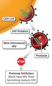 In the absence of protease inhibitors, p44/42 mapk signal fades within 6 hrs. Protease Inhibitor Pi Nih