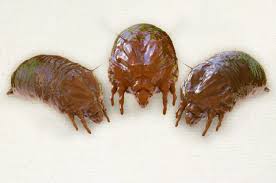 Image result for Dust mite