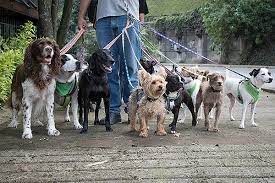 Australia's largest pet insurer our vet select product offers up to 100% back on eligible claims with a high annual benefit limit of $25,000 for pets older than 8. Dog Walker Insurance Petbizsure By Finsura