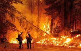 The dixie fire, which started two weeks ago in california's plumas county, has grown to become the state's largest wildfire this year, burning more than 215,000 acres so far. California S Dixie Fire Destroys Homes As Blazes Continue To Rage Across The West